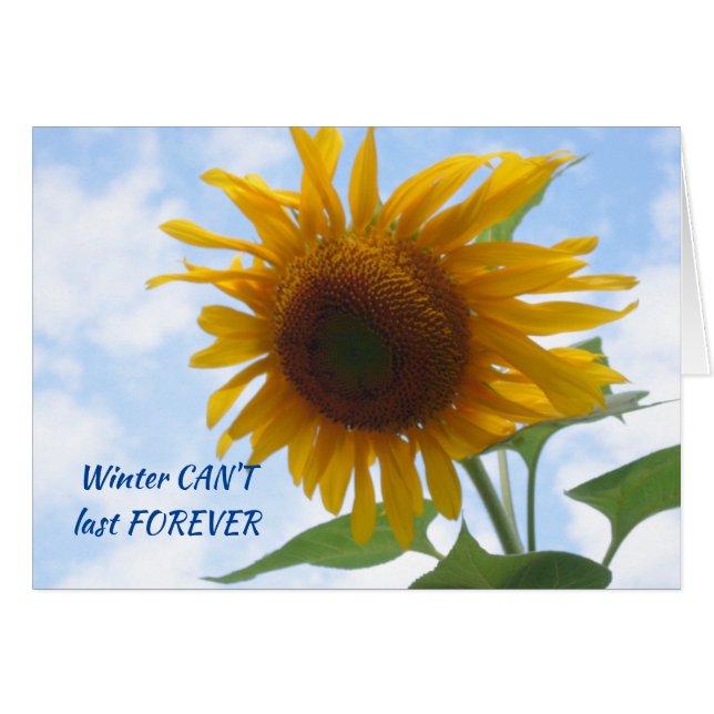 Winter's End Sunflower (Front Horizontal)