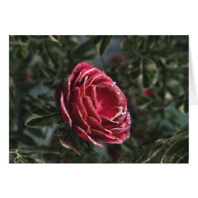 Winter's Parting Gift Card (Front Horizontal)