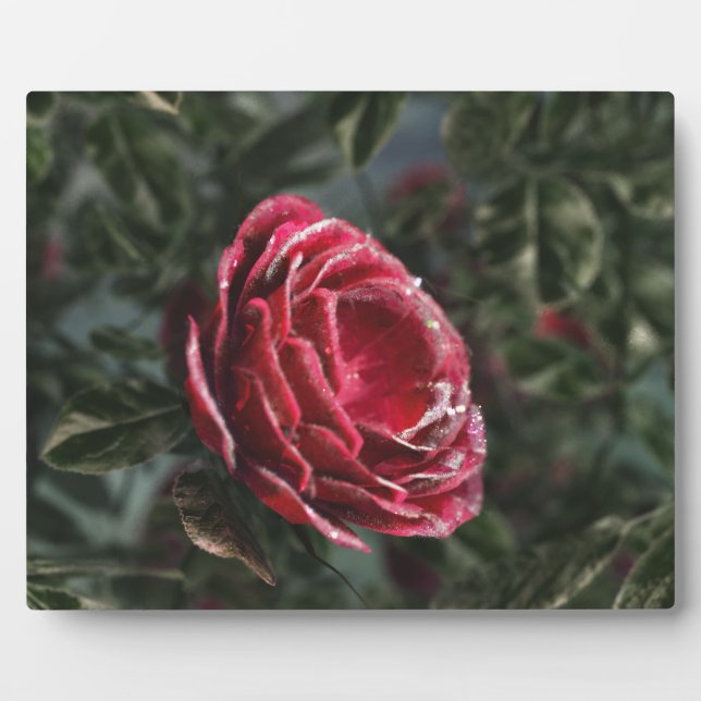 Winter's Parting Gift Photo Plaque (Front)