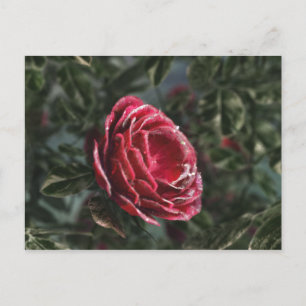 Winter's Parting Gift Postcard