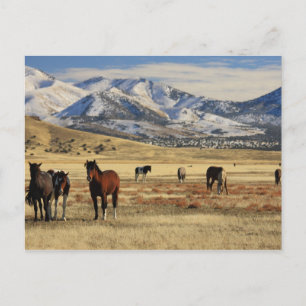 Winter's Wind Postcard