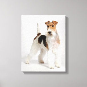 Wire Fox Terrier Dog Photo Canvas Print