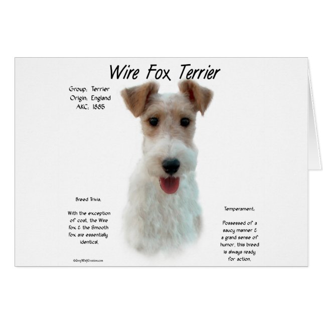 Wire Fox Terrier History; about wire fox terrier (Front Horizontal)