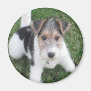 Wire Fox Terrier Puppy Magnet