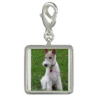 wire fox terrier sitting