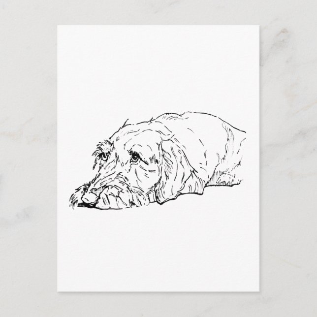  Wire Haired Dachshund Art - Cute  Postcard (Front)