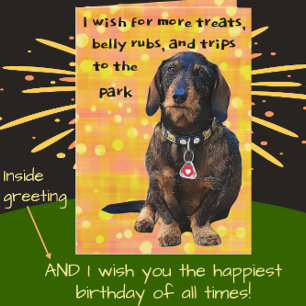 Wire-haired Dachshund Fun Bright Happy Birthday Card