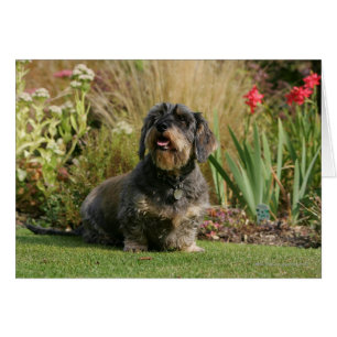 Wire-haired Standard Dachshund