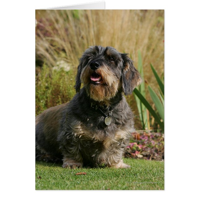 Wire-haired Standard Dachshund (Front)