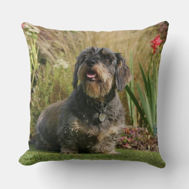 Wire-haired Standard Dachshund Cushion (Front)