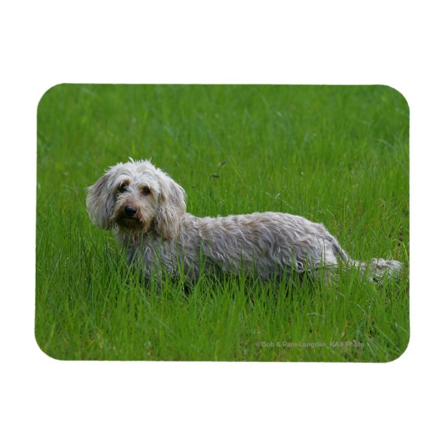 Wire-haired Standard Dachshund in Grass Magnet (Horizontal)