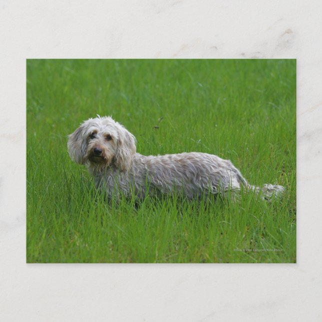 Wire-haired Standard Dachshund in Grass Postcard (Front)