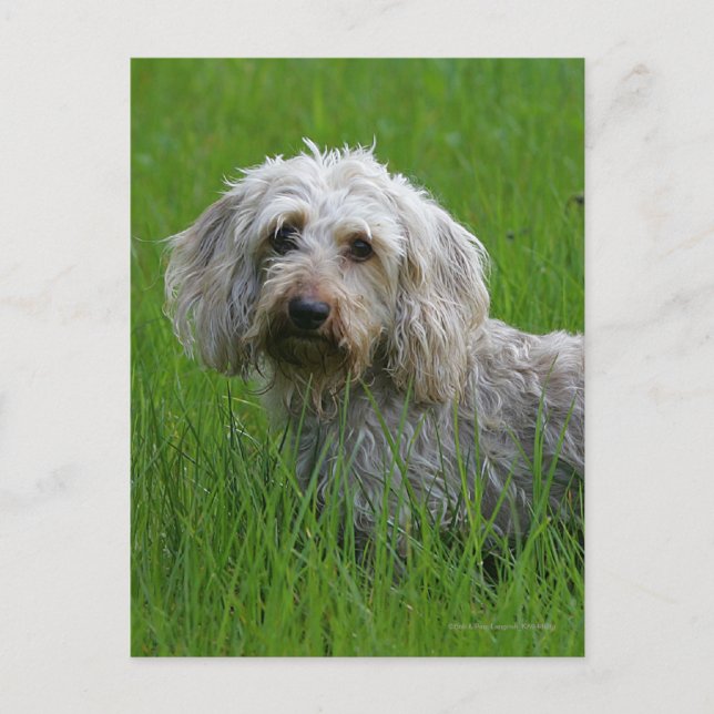 Wire-haired Standard Dachshund in Grass Postcard (Front)
