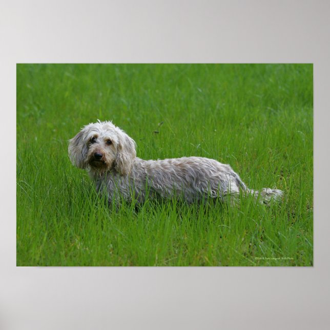 Wire-haired Standard Dachshund in Grass Poster (Front)