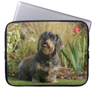 Wire-haired Standard Dachshund Laptop Sleeve