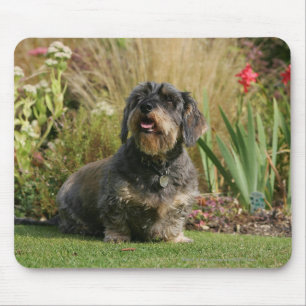 Wire-haired Standard Dachshund Mouse Pad