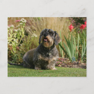 Wire-haired Standard Dachshund Postcard