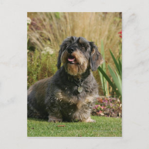 Wire-haired Standard Dachshund Postcard