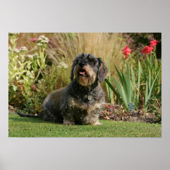 Wire-haired Standard Dachshund Poster (Front)