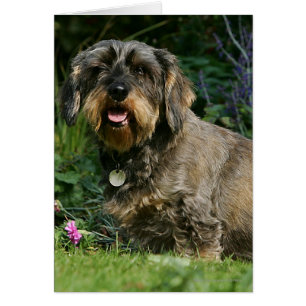 Wire-haired Standard Dachshund Sitting
