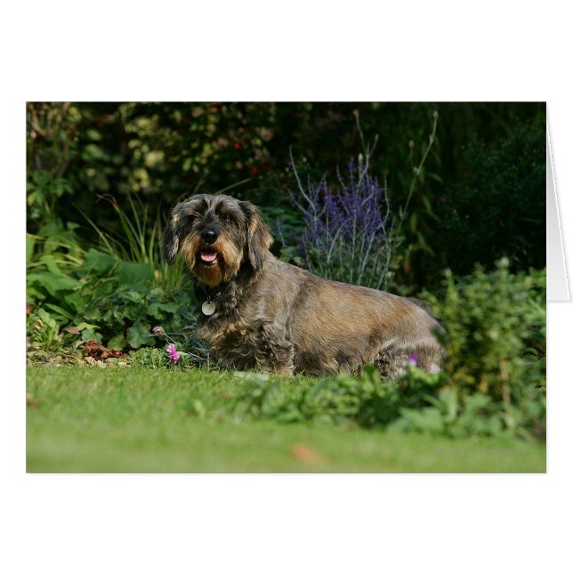 Wire-haired Standard Dachshund Sitting (Front Horizontal)