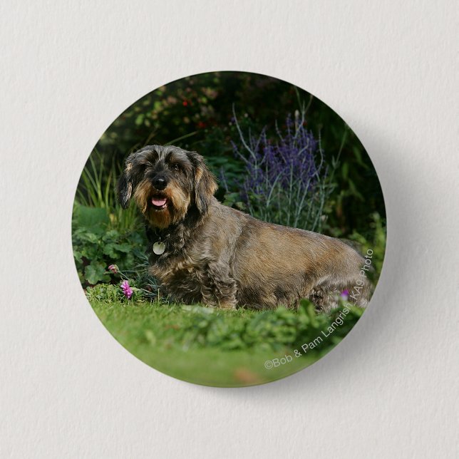Wire-haired Standard Dachshund Sitting 6 Cm Round Badge (Front)