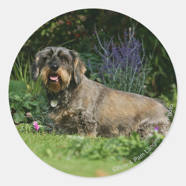 Wire-haired Standard Dachshund Sitting Classic Round Sticker (Front)