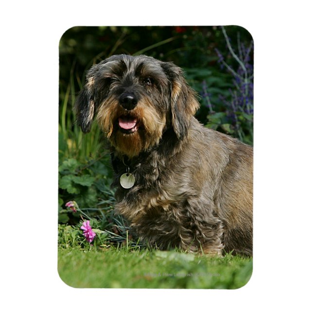 Wire-haired Standard Dachshund Sitting Magnet (Vertical)