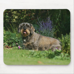 Wire-haired Standard Dachshund Sitting Mouse Pad