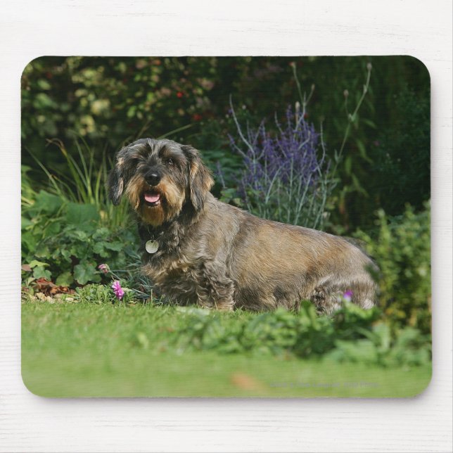 Wire-haired Standard Dachshund Sitting Mouse Pad (Front)