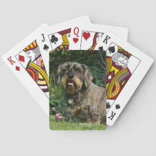 Wire-haired Standard Dachshund Sitting Playing Cards