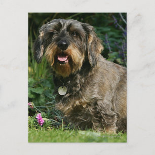 Wire-haired Standard Dachshund Sitting Postcard