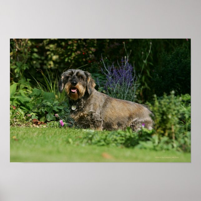Wire-haired Standard Dachshund Sitting Poster (Front)