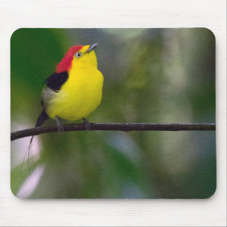 Wire-tailed Manakin Mouse Pad