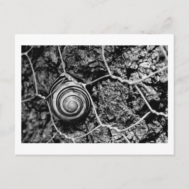 wired pace postcard (Front)