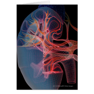 Wireframe of the inside of a kidney