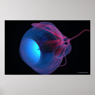 Wireframe of the muscles of the eye poster