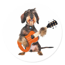 Wirehair Dachshund Playing Acoustic Guitar