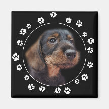 Wirehair Dachshund Puppy Paw Prints