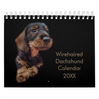 Wirehaired Dachshund Calendar