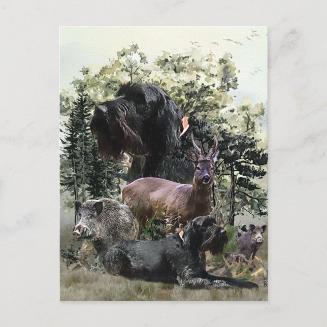 Wirehaired Pointer ,  Outdoors Hunting Postcard (Front)