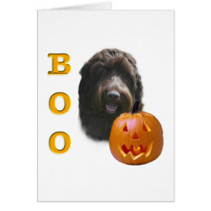 Wirehaired Pointing Griffon Boo