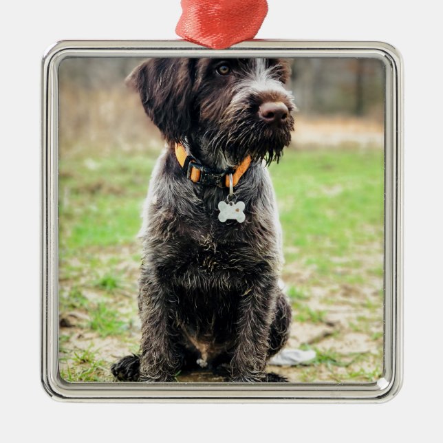 Wirehaired pointing Griffon puppy Metal Ornament (Front)