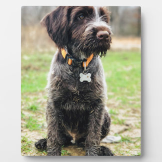 Wirehaired pointing Griffon puppy Plaque