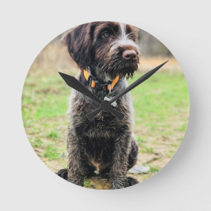 Wirehaired pointing Griffon puppy Round Clock