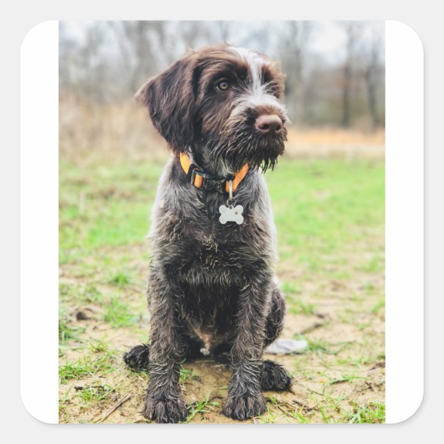 Wirehaired pointing Griffon puppy Square Sticker (Front)