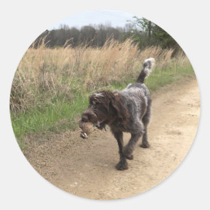 Wirehaired Pointing Griffon quail hunting sticker