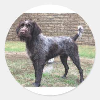 Wirehaired Pointing Griffon Sticker