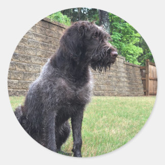 Wirehaired Pointing Griffon Sticker