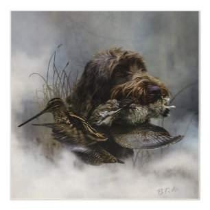 Wirehaired Pointing Griffon , Woodcock hunting Photo Print
